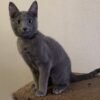 Timur