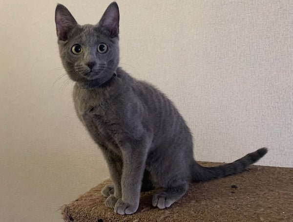 Timur